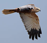 Western Marsh Harrier