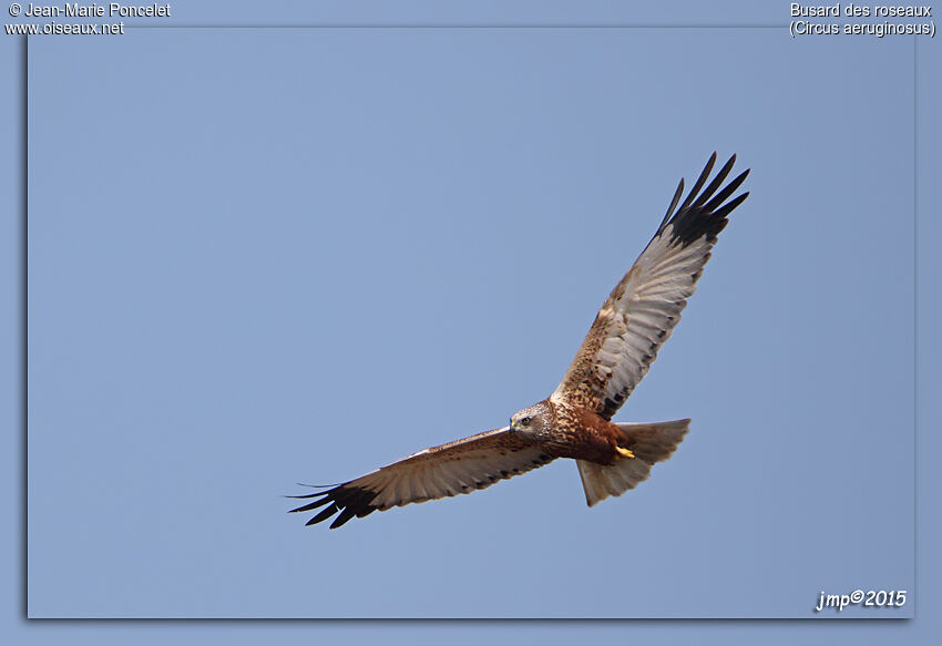 Western Marsh Harrier