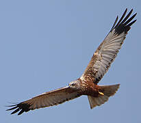 Western Marsh Harrier