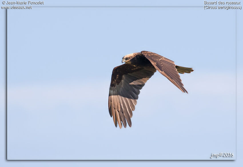 Western Marsh Harrier