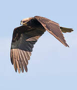 Western Marsh Harrier