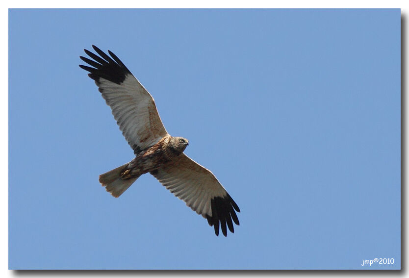 Western Marsh Harrier