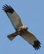 Western Marsh Harrier