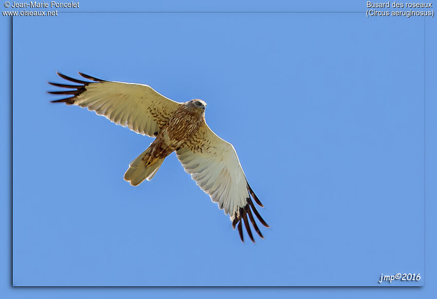 Western Marsh Harrier male