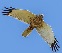 Western Marsh Harrier