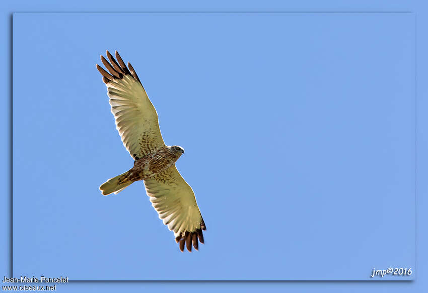 Western Marsh Harrier male subadult, identification