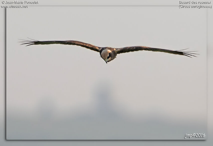 Western Marsh Harrier