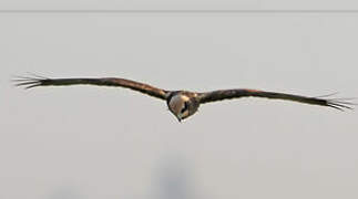 Western Marsh Harrier