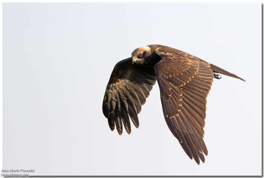 Western Marsh Harrierjuvenile, pigmentation, Flight