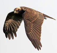 Western Marsh Harrier