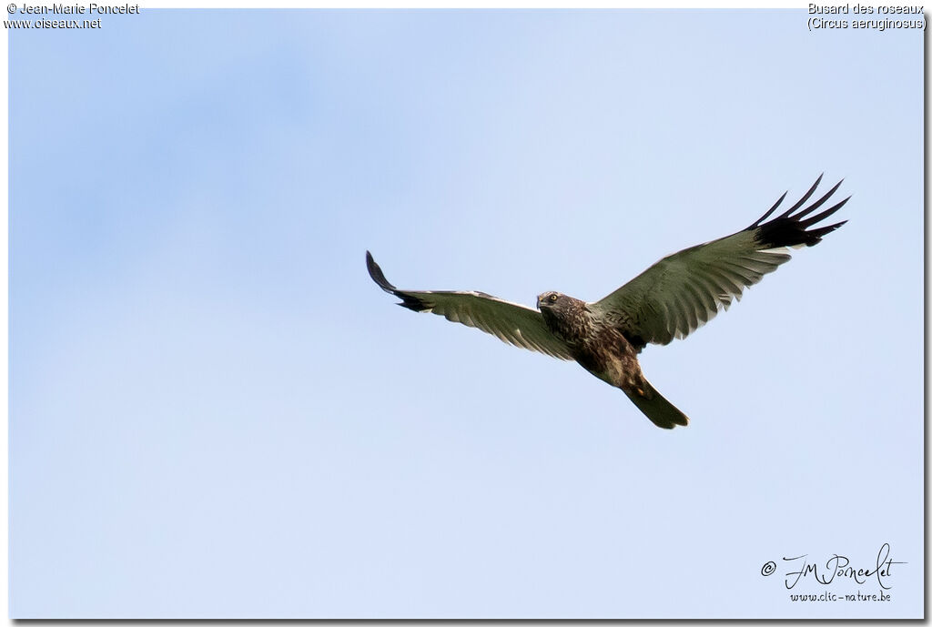 Western Marsh Harrier male