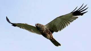 Western Marsh Harrier