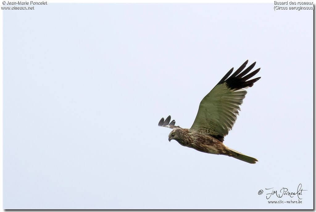 Western Marsh Harrier