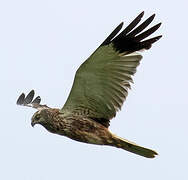 Western Marsh Harrier