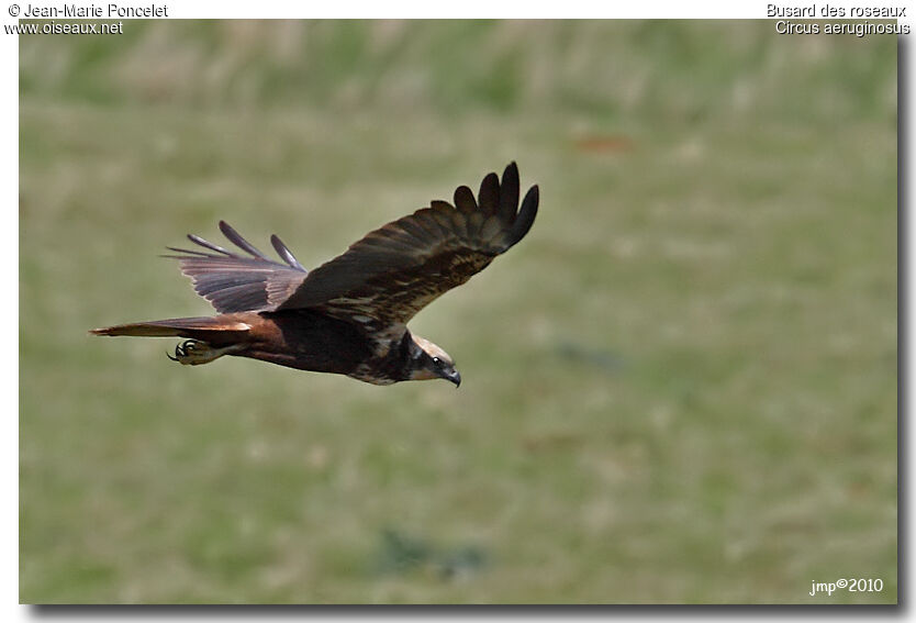 Western Marsh Harrier