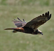 Western Marsh Harrier