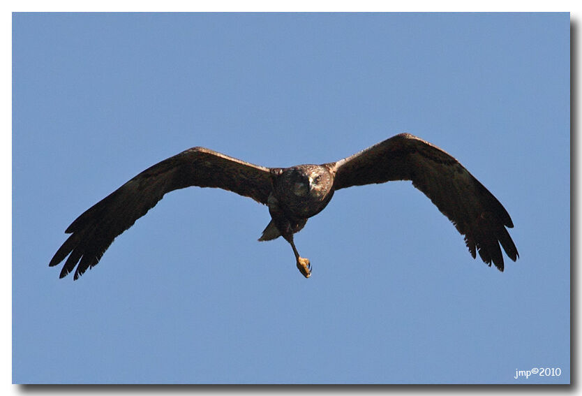 Western Marsh Harrier