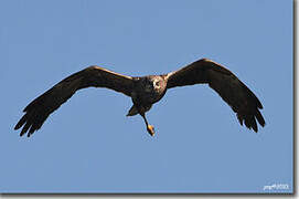 Western Marsh Harrier