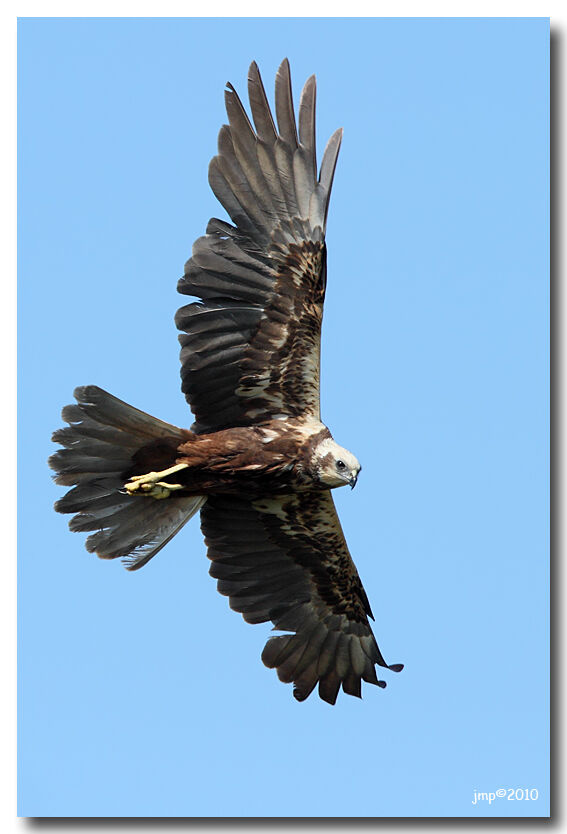 Western Marsh Harrier