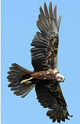 Western Marsh Harrier