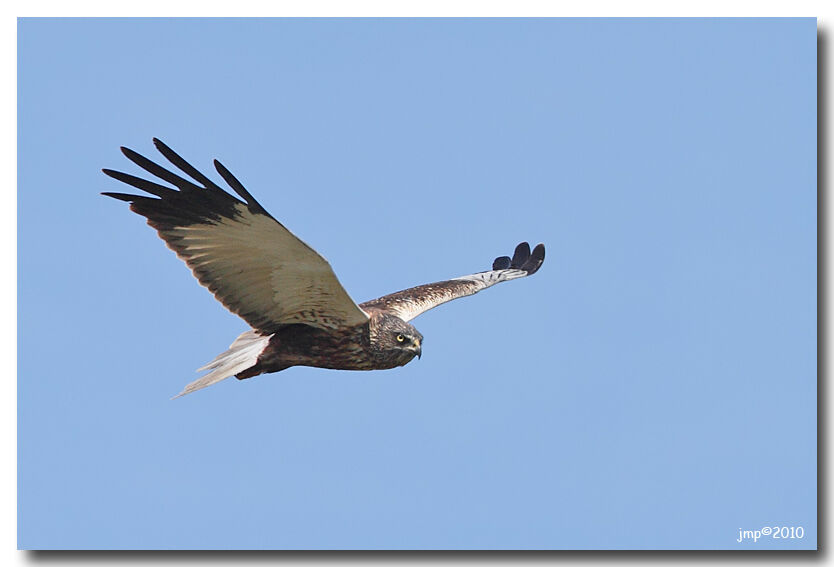 Western Marsh Harrier