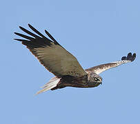 Western Marsh Harrier