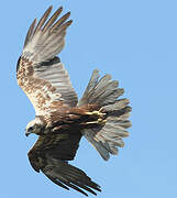 Western Marsh Harrier