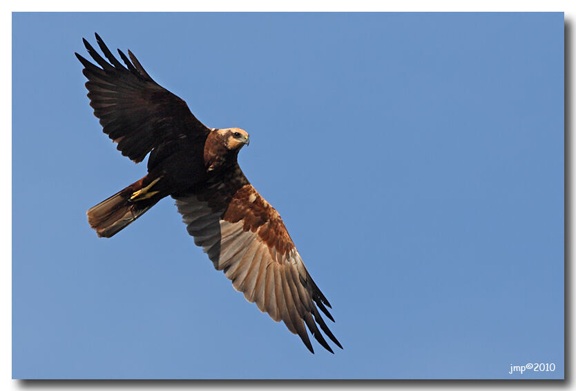 Western Marsh Harrier