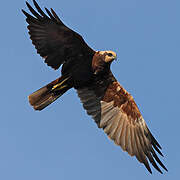 Western Marsh Harrier