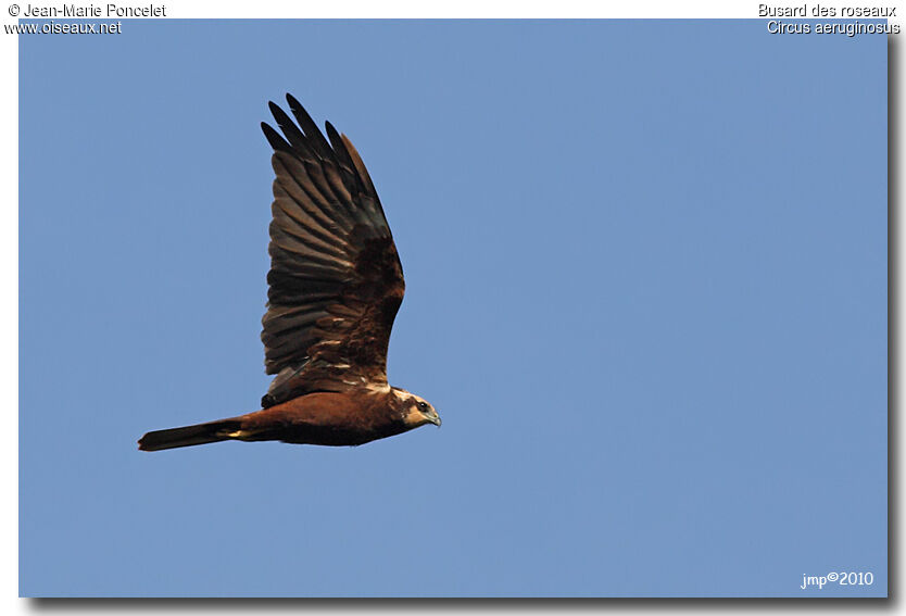 Western Marsh Harrier