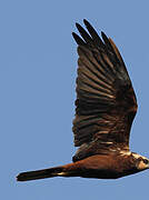 Western Marsh Harrier