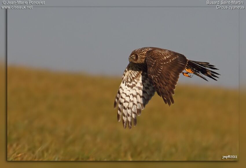 Hen Harrier