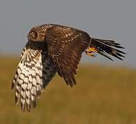 Hen Harrier