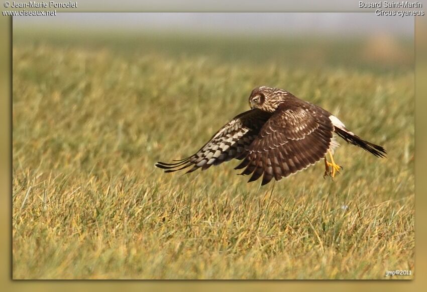 Hen Harrier