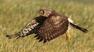 Hen Harrier