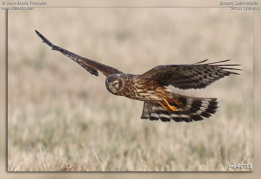 Hen Harrier