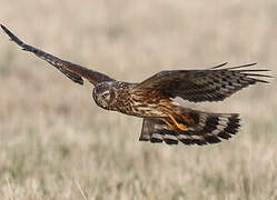 Hen Harrier