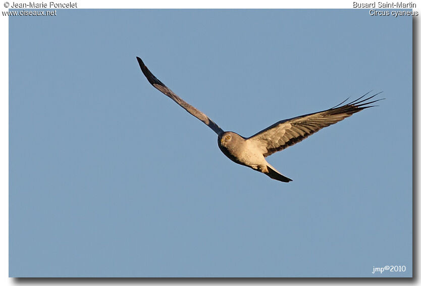 Hen Harrier male adult