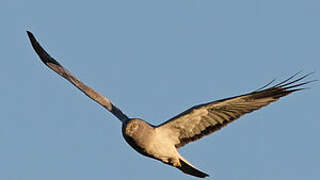 Hen Harrier