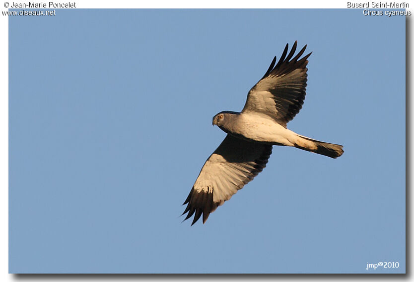 Hen Harrier male adult