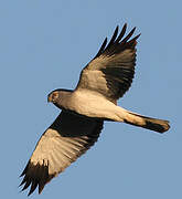 Hen Harrier