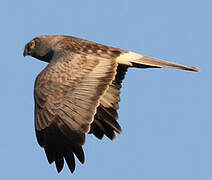 Hen Harrier