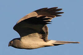 Hen Harrier