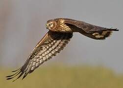 Hen Harrier