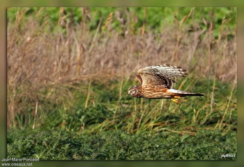 Hen HarrierFirst year, pigmentation, Flight