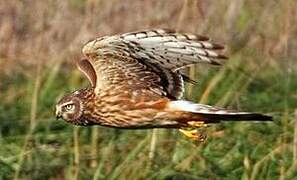 Hen Harrier