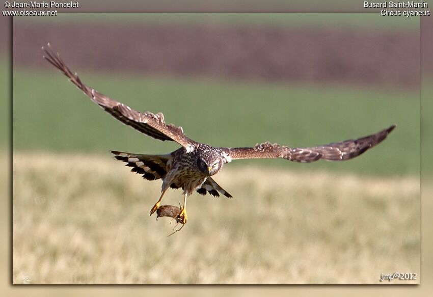 Hen Harrier