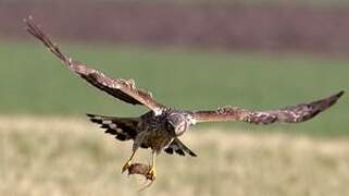 Hen Harrier