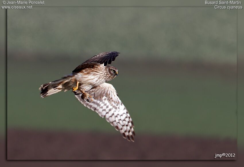 Hen Harrier