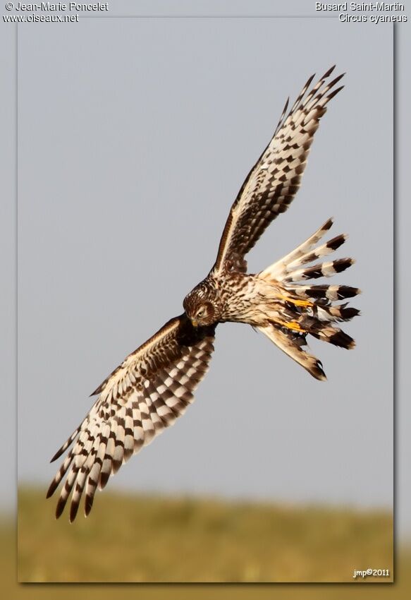 Hen Harrier